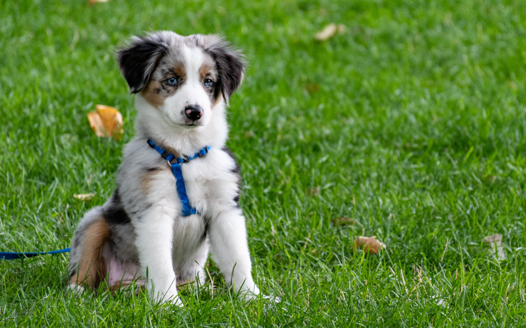 Financially Preparing for a Pet