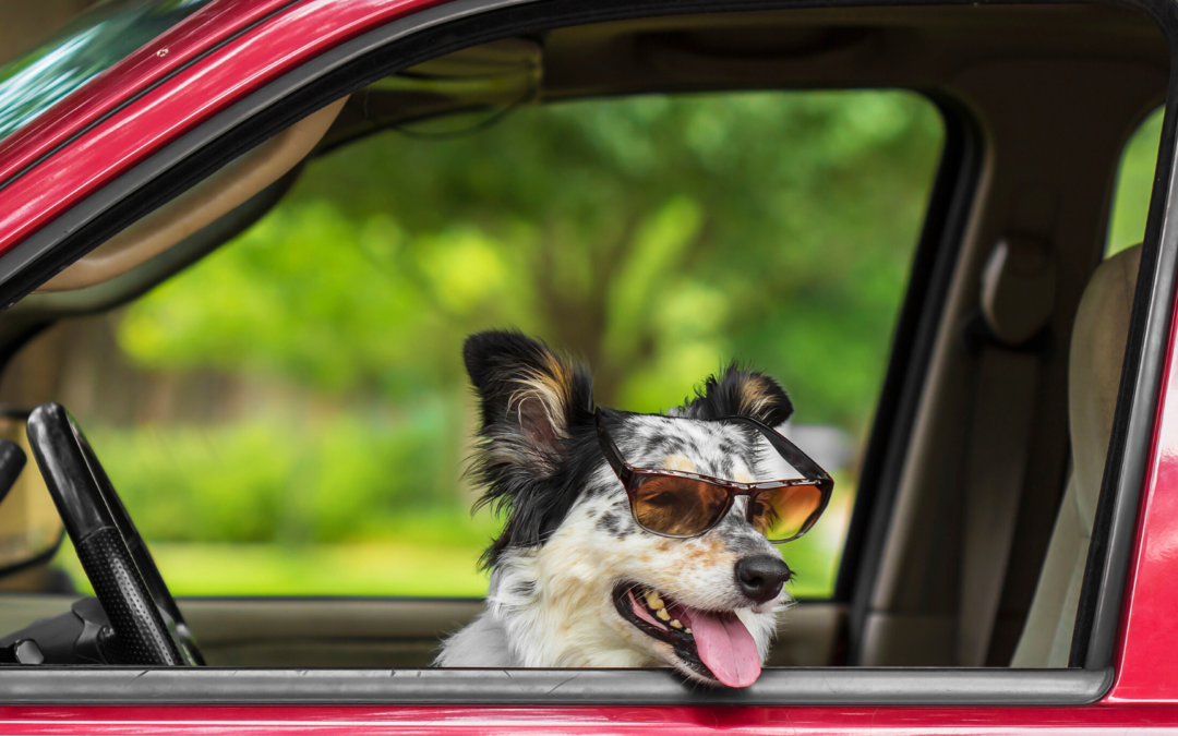 Buying Your First Car? This is What You Need to Know:
