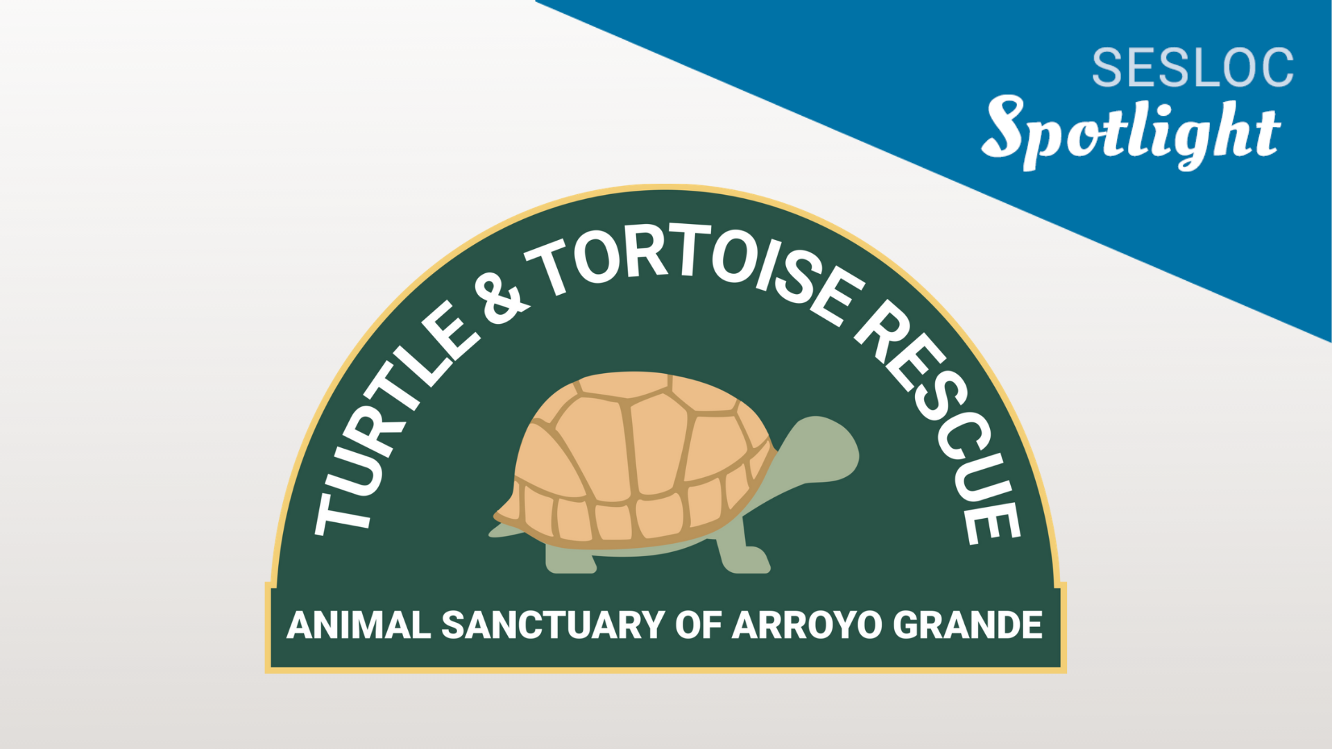 Turtle & Tortoise Rescue