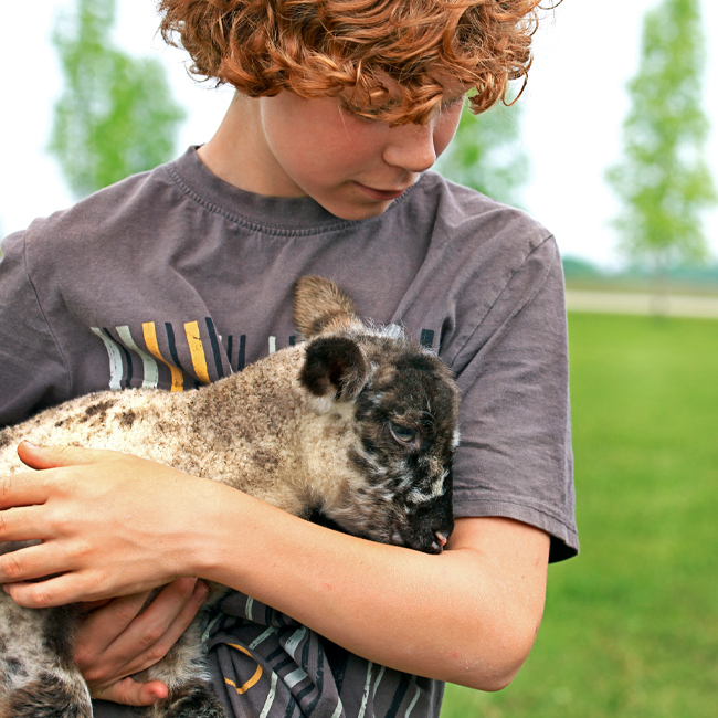 Boy holding lamb he is taking care of, thanks to a Youth Agricultural Loans.