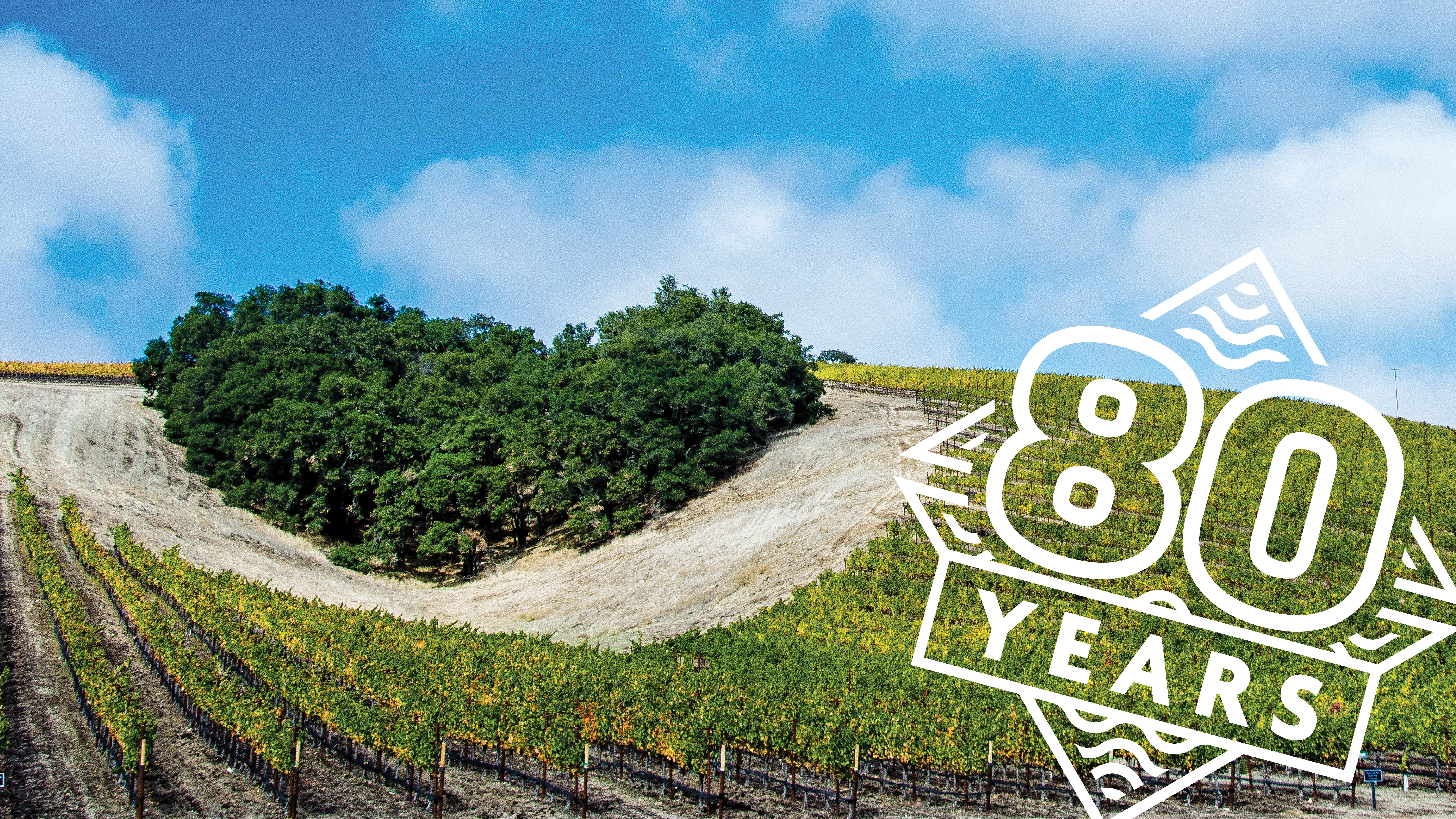 Trees form a heart shape on a vineyard hill.