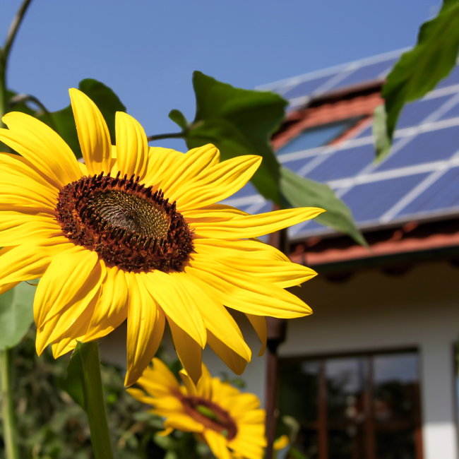 Go green with a solar project